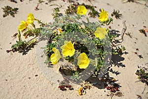 Roman aqueduct beach, evening primrose flower. Israel photo