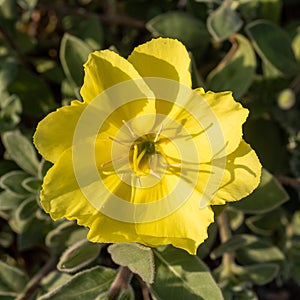 Oenothera drummondii is a species of shrub in family Onagraceae. They have a self-supporting growth form. They are native to