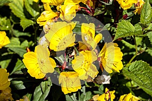 Oenothera `Erica Robin`