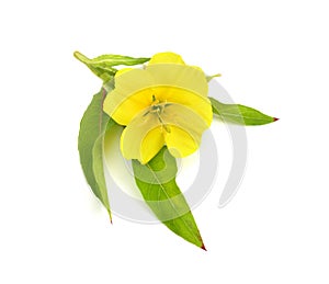 Oenothera flower isolated on white background.