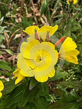 Oenothera fruticosa, narrow-leaved sundrops