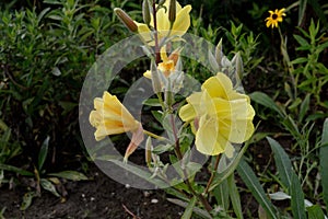 Oenothera fruticosa Ã¢â¬â Sundrop or Prairie Sundrops upper stem horizontal photo