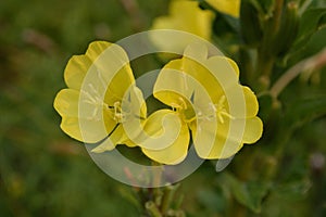 Oenothera fruticosa Ã¢â¬â Sundrop or Prairie Sundrops two flowers horizontal photo