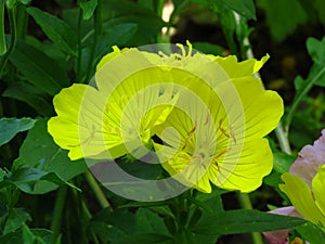 Oenothera fruticosa `Sun Drops` sprawling yellow #perennial bush blooms all summer.