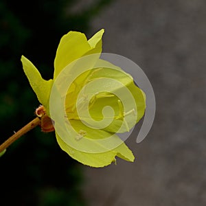 Oenothera fruticosa Ã¢â¬â Sundrop or Prairie Sundrops center detail macro square photo