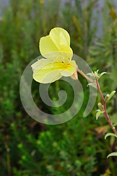 Oenothera fruticosa Ã¢â¬â Sundrop or Prairie Sundrops vertical photo