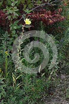 Oenothera fruticosa Ã¢â¬â Sundrop or Prairie Sundrops whole plant stem vertical photo