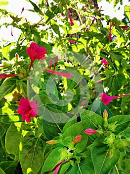 Oenothera in the garden