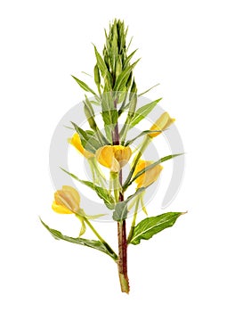 Oenothera L.