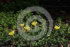 Oenothera laciniata flowers