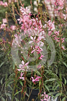 Oenothera lindheimeri, clockweed, pink gaura, and Indian feather. An ornamental plant photo