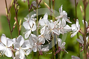 White flowers of gaura lindheimeri plant photo