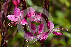 Bright pink flowers of a oenothera lindheimeri or lindheimer`s beeblossom plant photo