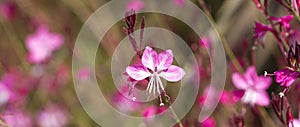 Oenothera lindheimeri Pink Gaura