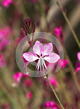 Oenothera lindheimeri Pink Gaura