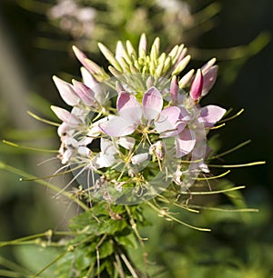 Oenothera lindheimeri Pink Gaura