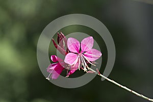 Oenothera lindheimeri Pink Gaura photo