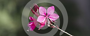Oenothera lindheimeri Pink Gaura photo