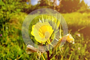 Oenothera macrocarpa, the bigfruit evening primrose, nature