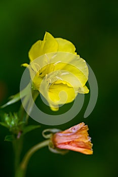 Oenothera macrocarpa, Missouri evening primrose flowering plant