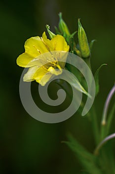 Oenothera macrocarpa, Missouri evening primrose flowering plant