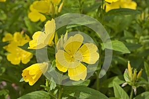 Oenothera primrose