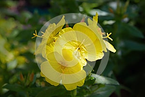 Oenothera - primrose. Common evening primrose