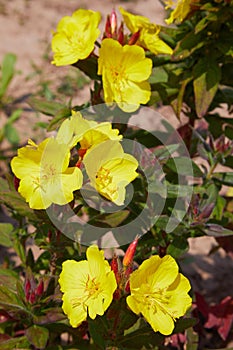 Oenothera - primrose. Common evening primrose