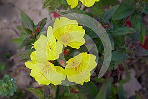 Oenothera - primrose. Common evening primrose