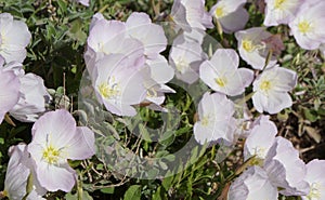 Oenothera speciosa blossom