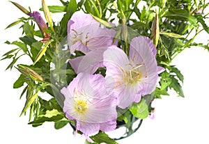 oenothera speciosa nutt