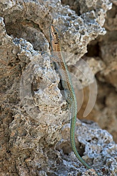 Oertzen Rock Lizard Anatolacerta oertzeni