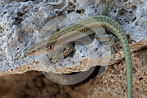 Oertzen Rock Lizard Anatolacerta oertzeni