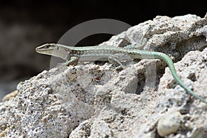 Oertzen Rock Lizard Anatolacerta oertzeni