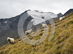 Oetztal: Sheeps on an alp