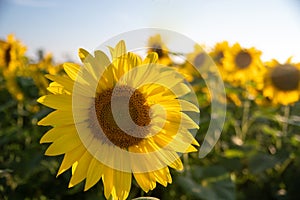 An off-center close-up of a single sunflower in a field