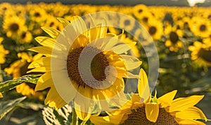 An off-center close-up of two sunflowers in a field