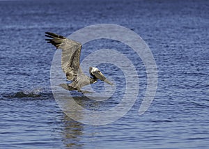 Pelican take off from water