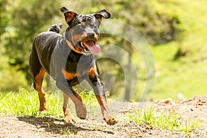 Off Leash Rottweiler Dog