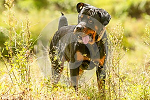 Off Leash Rottweiler Dog