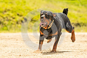 Off Leash Rottweiler Dog