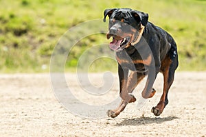 Off Leash Rottweiler Dog