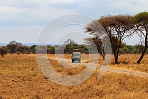 Off road car driving in Tarangire national park in Tanzania