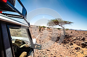Off road car going through savanna in moroccan hamada desert Erg Chigaga near Four Zguid with acacia trees