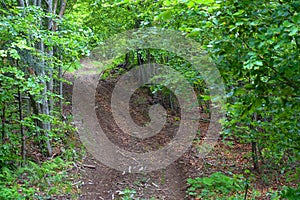 Off-road track in a forest in Carpathians Mountains..