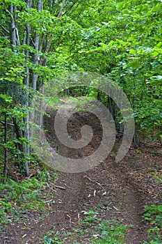 Off-road track in a forest in Carpathians Mountains..