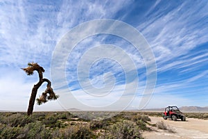 Off Road Vehicle and Joshua Tree
