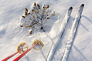 Off-track skis and ski poles on snow with small pine