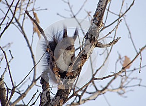 A off-white squirrel