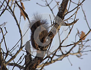 A off-white squirrel